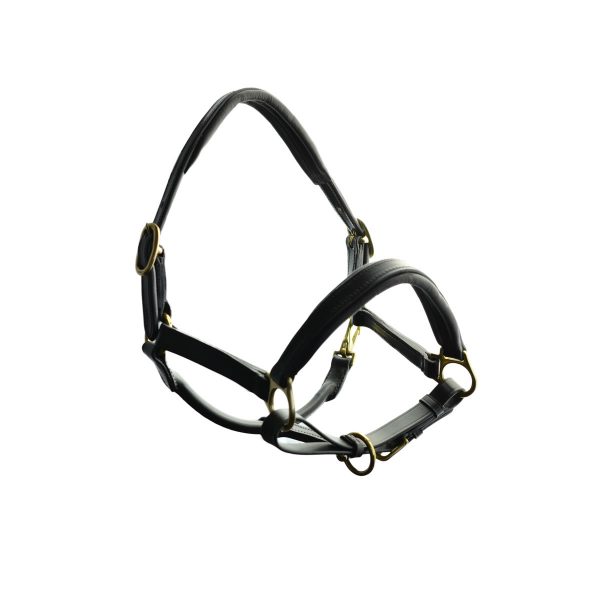 Ascot Quality Leather Padded Head Collar with Solid Brass fittings