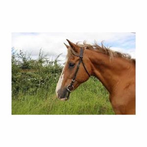 Turfmasters Biothane Exercise Bridle Full photo 3