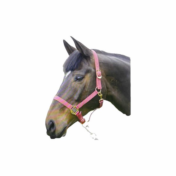 Hy Equestrian Rose Gold Head Collar & Lead Rope - Blush Pink photo 2